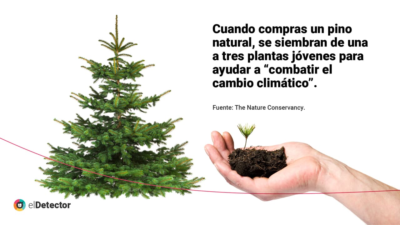 <a href="https://www.univision.com/noticias/bosques-deforestan-pinos-navidad-falso" target="_blank">Lee la verificación completa de <b>elDetector</b> aquí</a>.