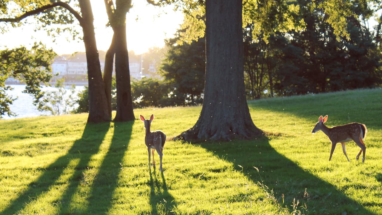 Estados Unidos está llenándose de ciervos y las ciudades no saben qué hacer con ellos
