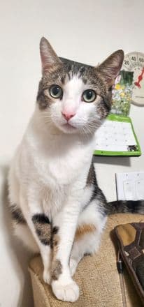 Mochito es el consentido de Iris Mejía Pineda.