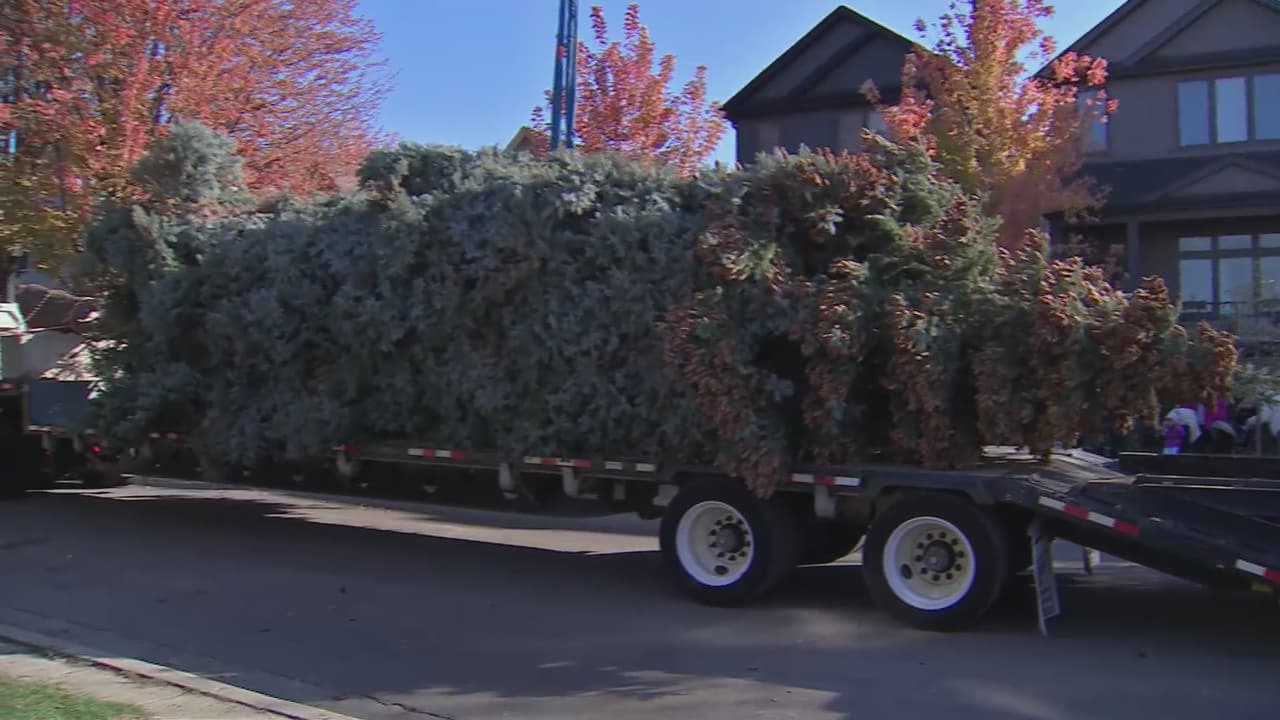 Este año la familia Benavides, residente del vecindario de Logan Square, decidió donar el tradicional árbol que año tras año se ha convertido en un emblema del espíritu navideño en la Ciudad de los Vientos.