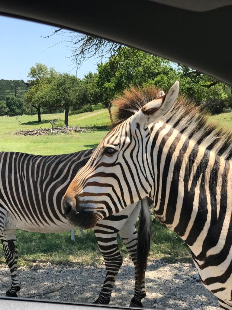 El restaurante solo ofrece comida para llevar.