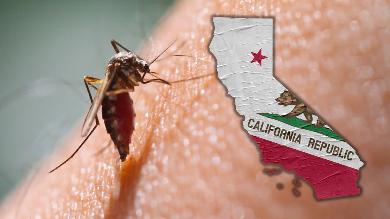 Temporada de mosquitos en California: conoce qué enfermedades transmiten y cómo evitarlos