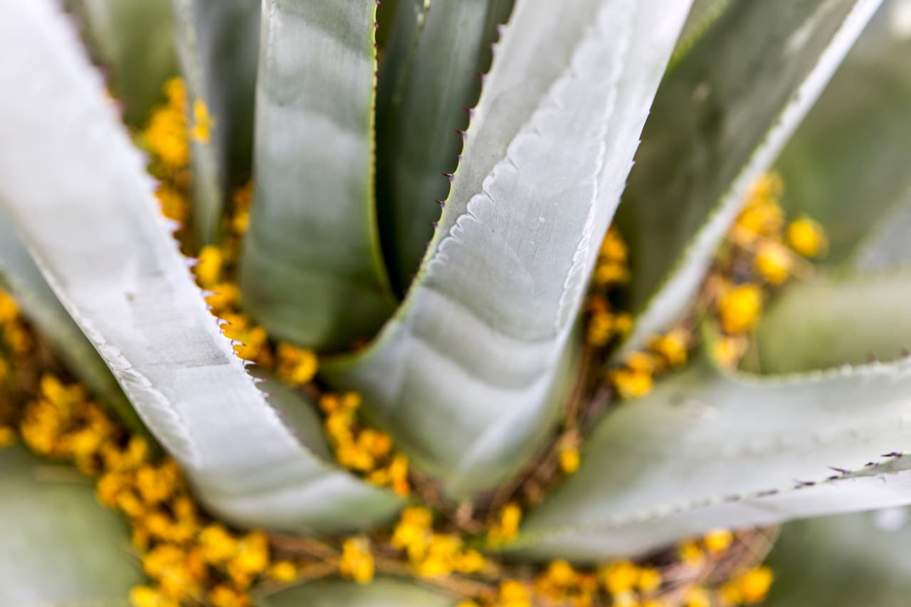 La plata del agave se produce al norte de México y al sur de Estados Unidos.