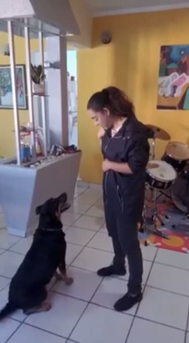 También, compartió un clip donde muestra como el canino continúa con buena salud: "Este video es de Borras, de cómo está en la actualidad y cómo trabaja con el entusiasmo que lo ha caracterizado".
<br>