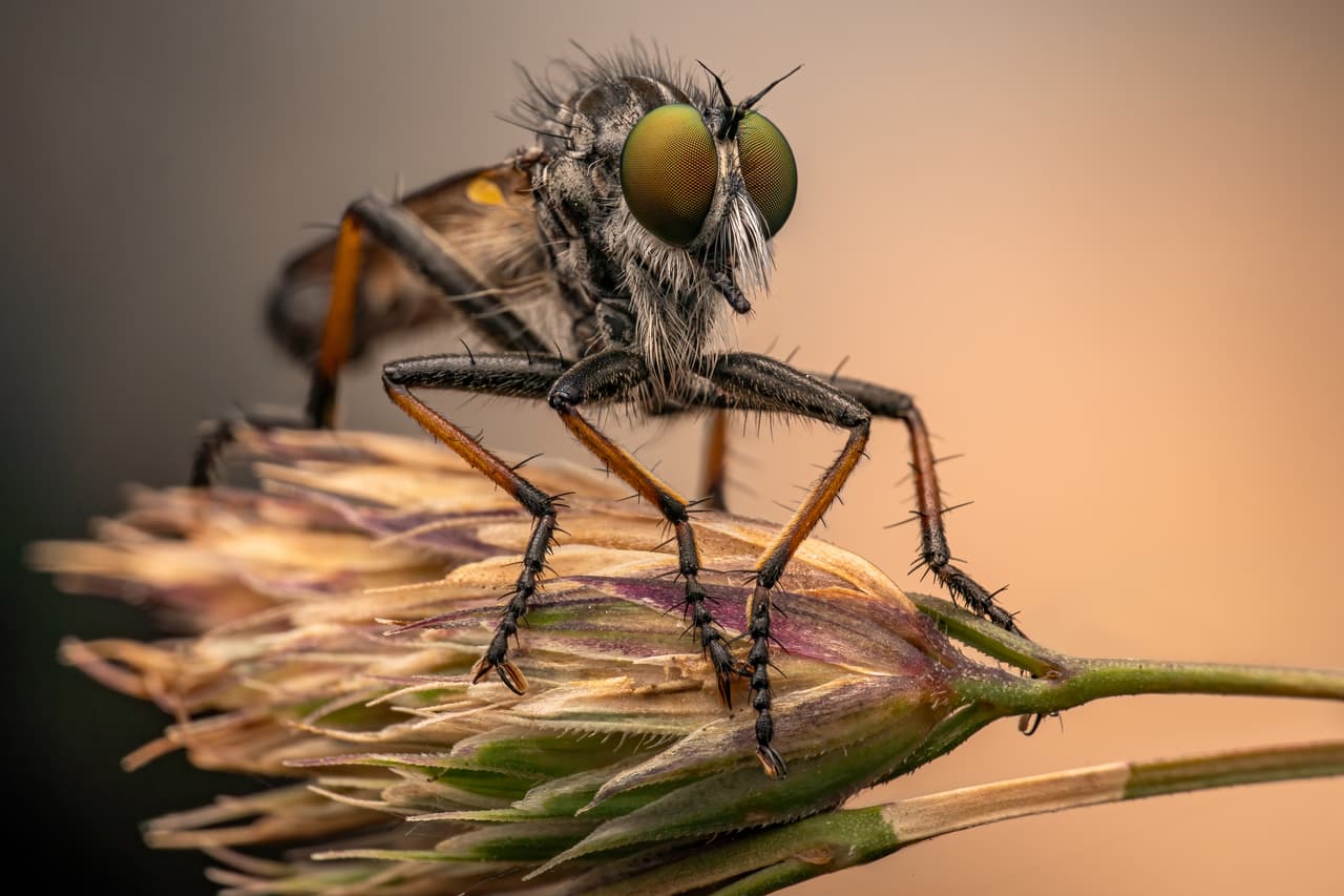 <b>‘Una mosca ladrona al atardecer’</b>. Finalista en la categoría ‘primer plano de la naturaleza’. Fue tomada en Lucerna, Suiza. 
<a href="https://www.univision.com/noticias/medio-ambiente/la-fuerza-y-fragilidad-de-la-naturaleza-en-imagenes-las-fotos-ganadoras-del-concurso-big-picture-2020-fotos"><u>Vea aquí fuerza y fragilidad de la naturaleza en las fotos ganadoras del concurso Big Picture 2020</u></a>
<br>