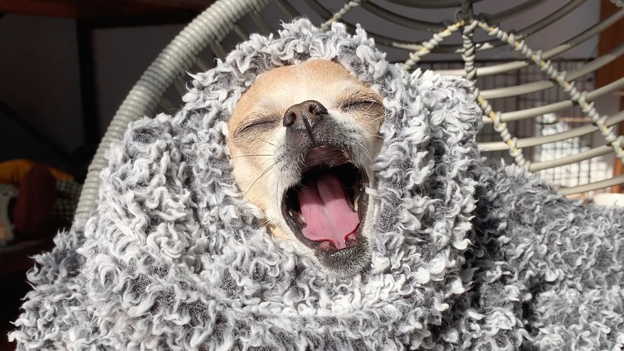 Mantenga a sus 
<b>mascotas al interior del hogar</b> cuando las temperaturas comiencen a descender pues también son susceptibles a enfermedades por el cambio de clima. Asegúrese de que los perros y gatos tengan un lugar cálido y sin corrientes de aire.