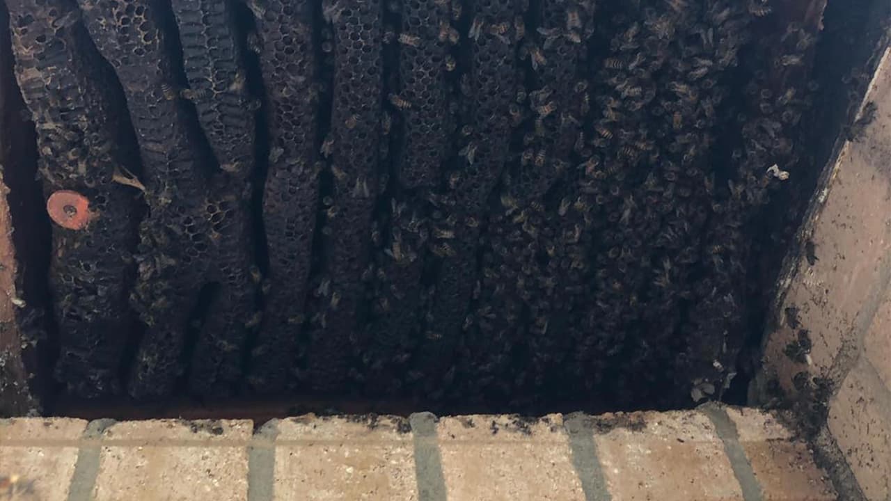 Cientas y cientas de abejas fueron encontradas en una casa en
<a href="https://www.univision.com/local/houston-kxln/una-mujer-dispara-contra-un-sospechoso-senalado-de-querer-invadir-su-vivienda-en-sugar-land-video">Sugar Land</a>, al sureste de Texas.