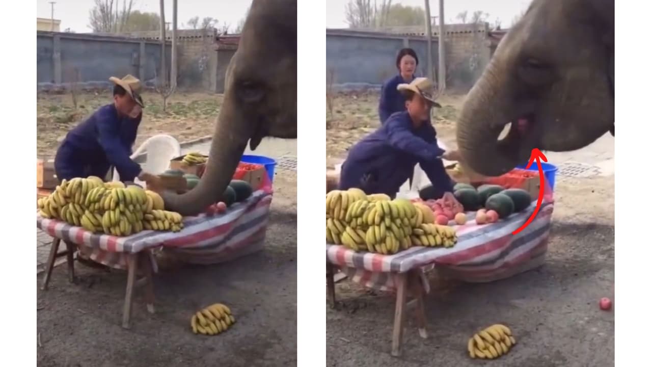 Así fue el momento en que el elefante comienza a comer la fruta