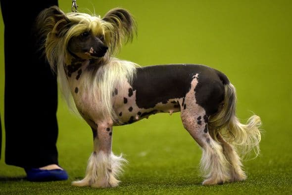 Para nada, en la feria de Dortmund lucen los más bonitos y talentosos canes.