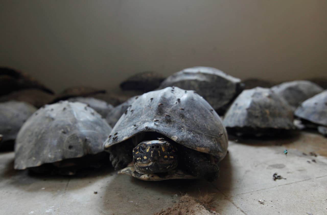 <br>Un grupo de tortugas moteadas negras rescatadas en una redada por el departamento de vida silvestre de Karachi en Pakistán.