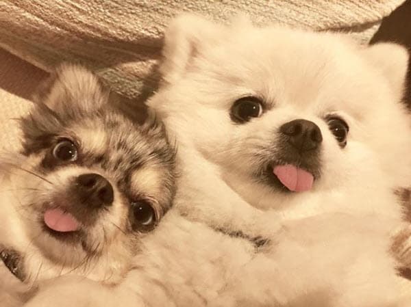 "Su cara cuando les cuento de los retos en @reto4elementos... ¡No saquen la lengua! ¡Groseras!", publicó en la misma red social.