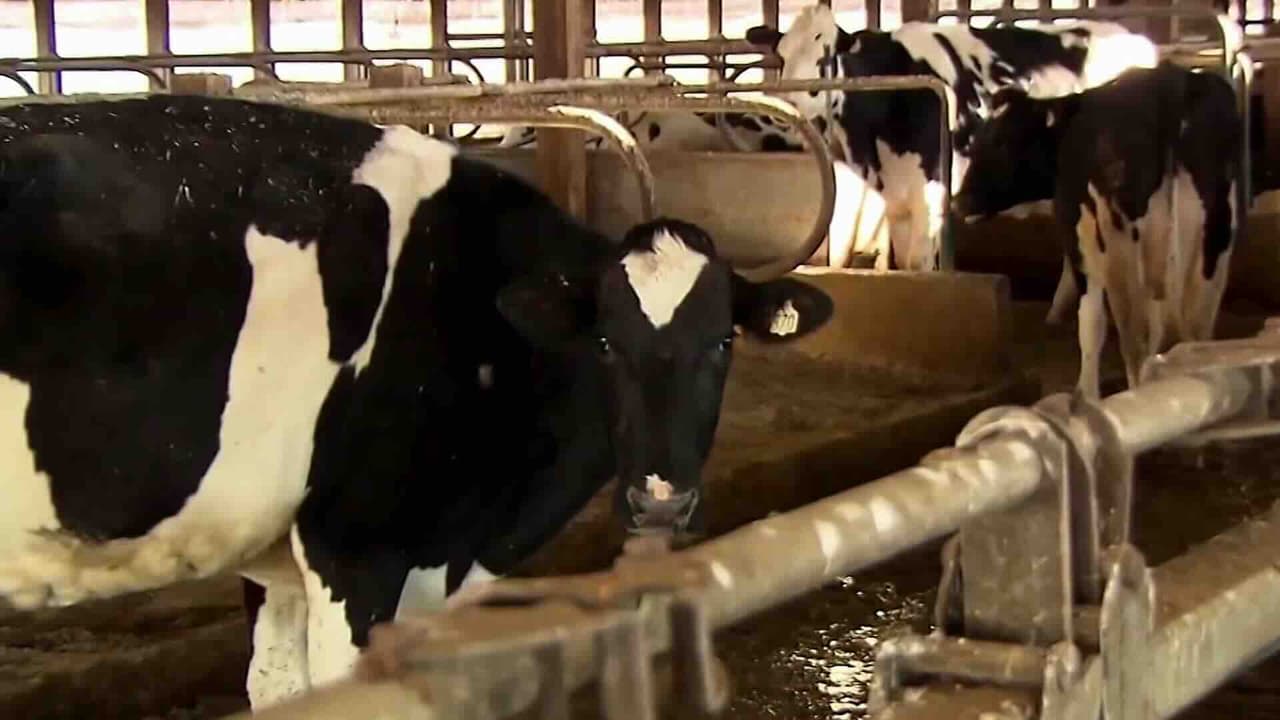 Brote de E. coli vinculado a quesos sin pasteurizar de Rob Milk