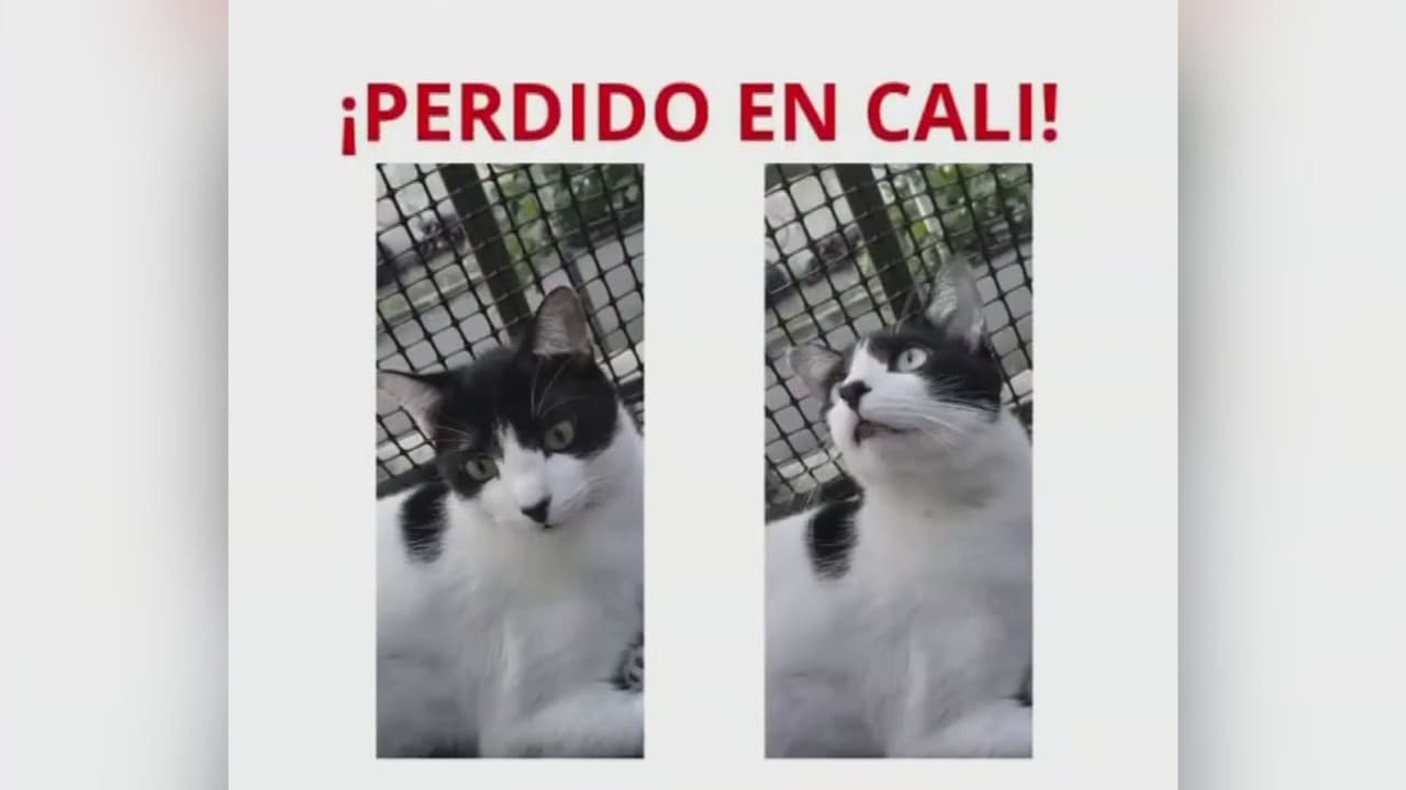 Terremoto en Colombia: Piden ayuda para localizar a decenas de mascotas perdidas