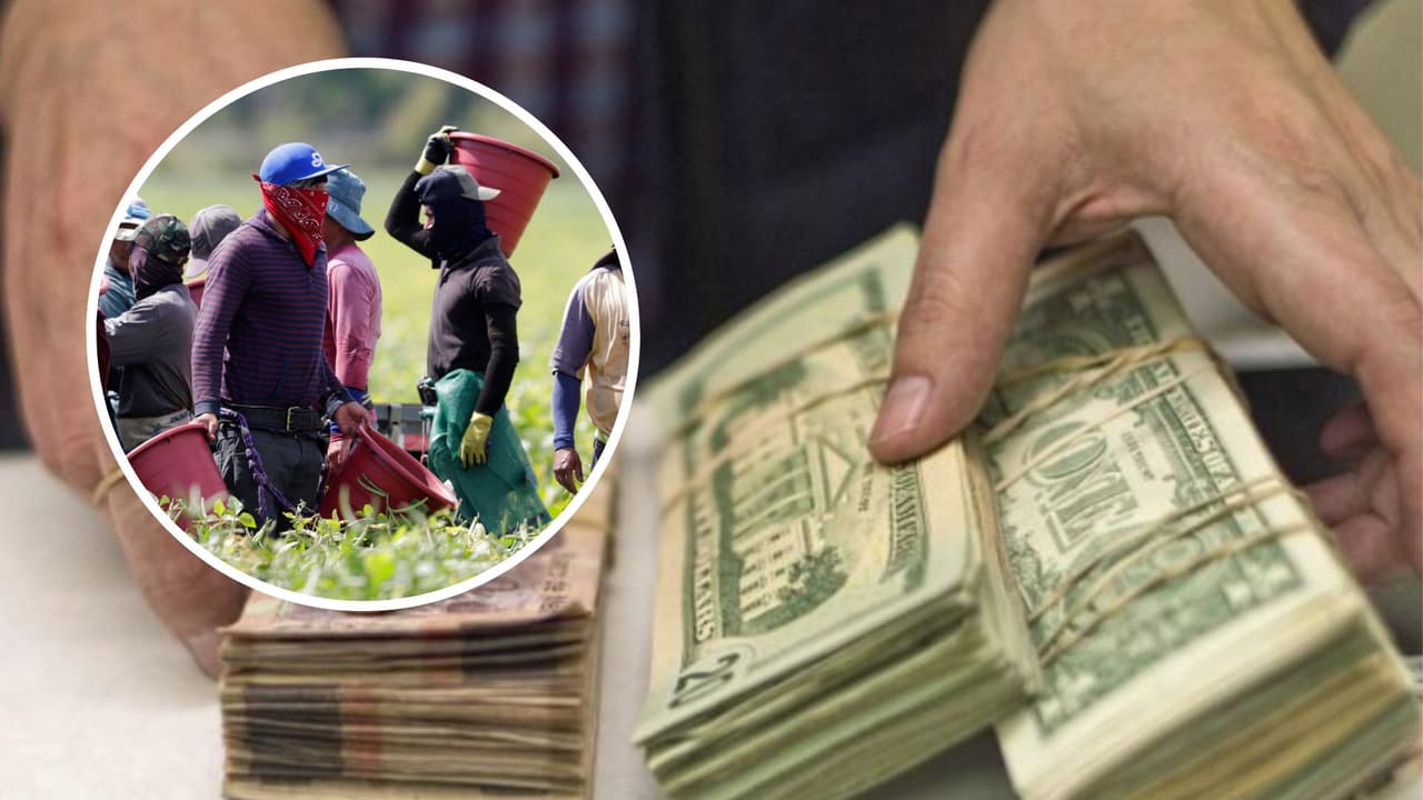Estos son los factores que enfrentarán trabajadores agrícolas en California al momento de enviar sus remesas 