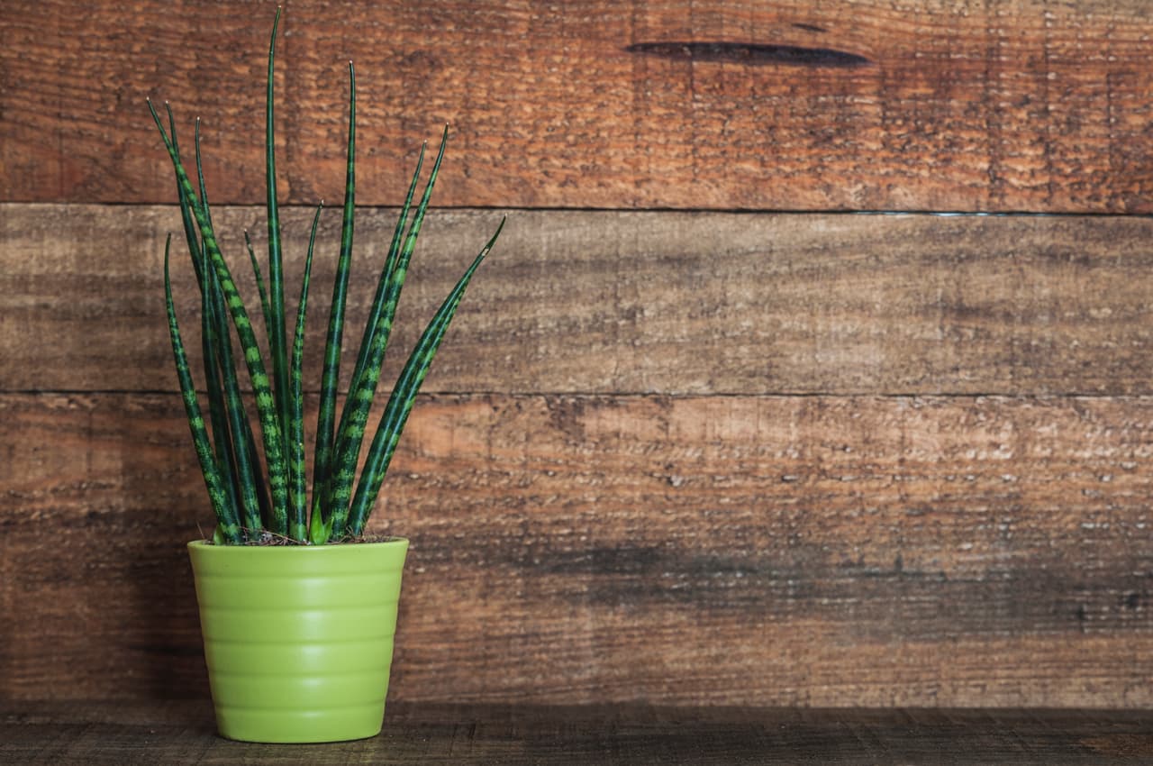 <b>7. Sansevieria. </b>Es una planta de interior muy resistente y fácil de mantener. Es capaz de soportar temperaturas altas y bajas, además de las fastidiosas plagas. Con regarla 1 ó 2 veces a la semana, dependiendo de la estación del año, será suficiente para que crezca sana.