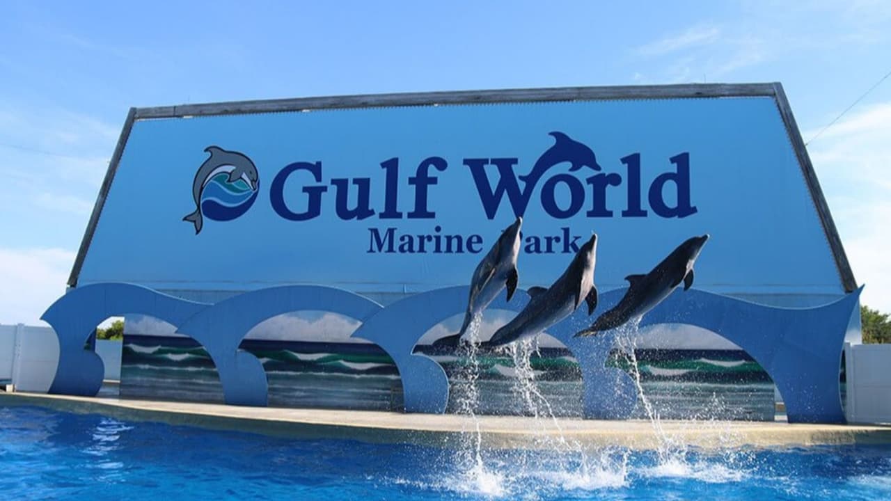 Mueren 4 delfines en parque acuático de Florida: ¿qué está pasando en Gulf World?