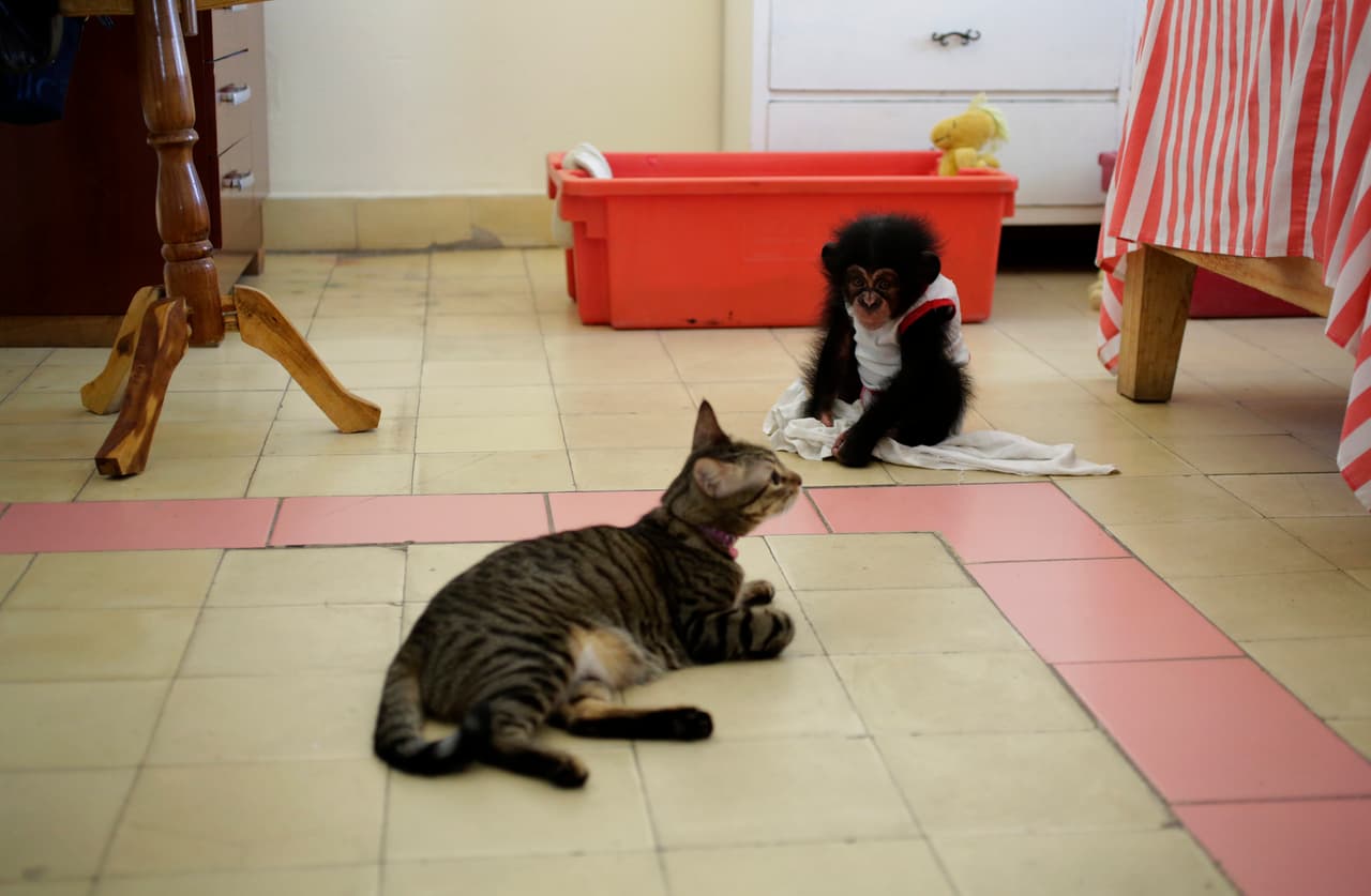 Ada, a four months female chimpanzee, looks at cat Lizzy at the house of Cuban biologist Marta Llanes, 62, in Havana, Cuba july 8, 2016. Enrique de la Osa