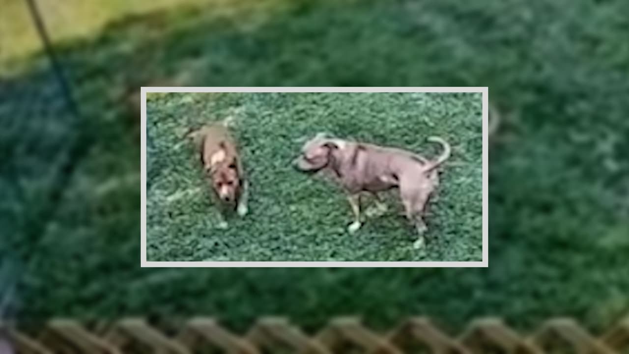 Atacaron a una mujer de 70 años y mataron la mascota de un vecino: comunidad 'vive con miedo' por perros sueltos 