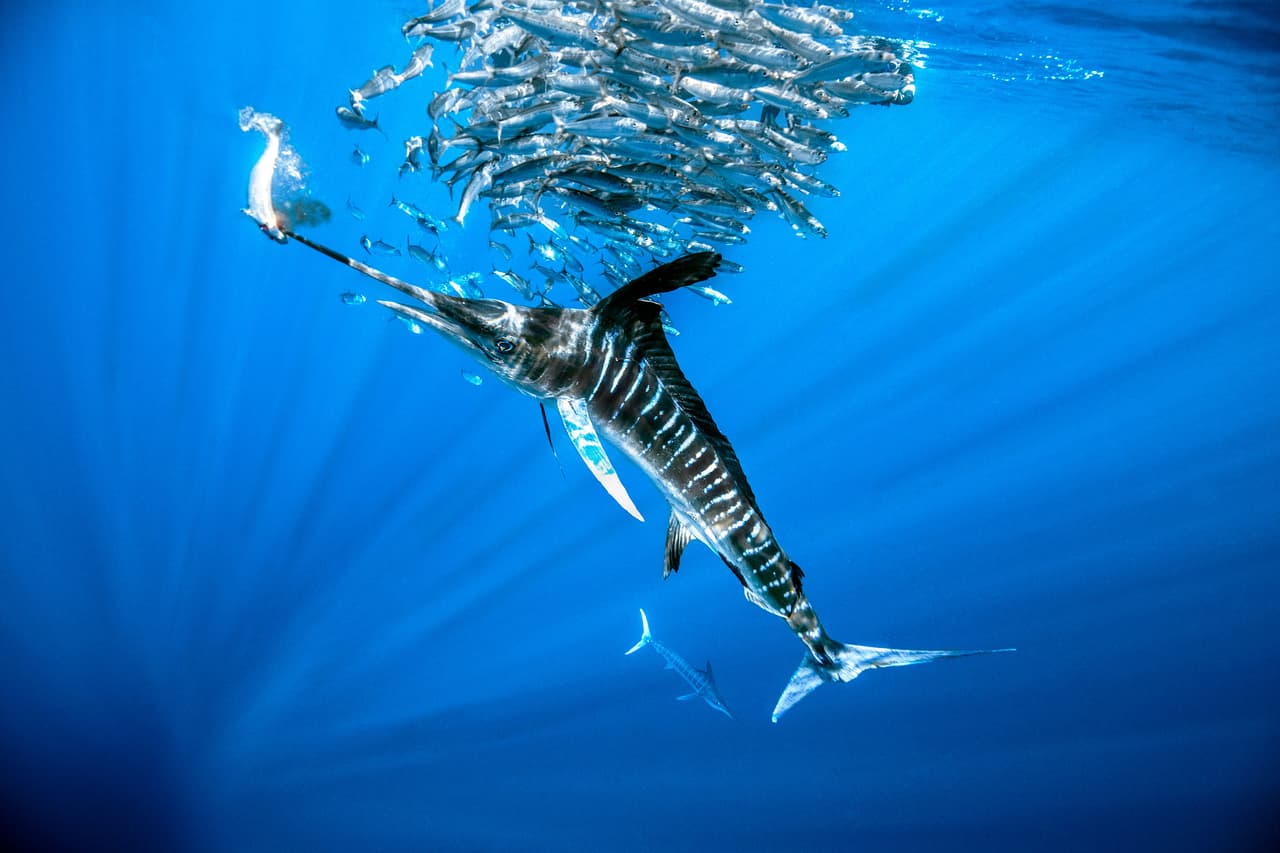 <b>‘Cacería’</b>
<br>
<br>Un pez espada en plena cacería, tercer lugar en la categoría ‘comportamiento’. La fotografía fue tomada en Puerto San Carlos, Baja California, México.
<br>