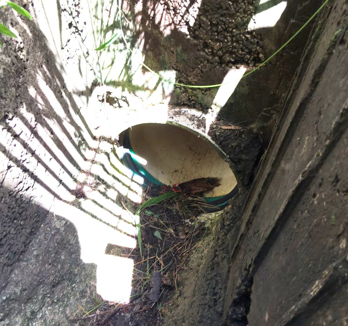Alertaron a la Policía de que varios cachorros cayeron dentro de una alcantarilla y que lograron sacar a todos, menos a uno, que se adentró en la profundidad del tubo de drenaje.