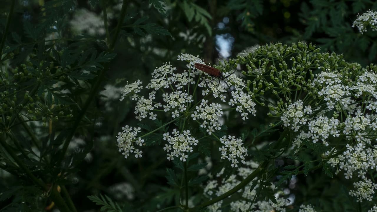 Una especie de planta invasora está apareciendo una vez más en todo Pensilvania. La cicuta venenosa (Conium maculatum) es una planta de la familia del perejil. La planta es originaria de Europa y partes de África. Se introdujo en América del Norte como planta de jardín ornamental.
<br>