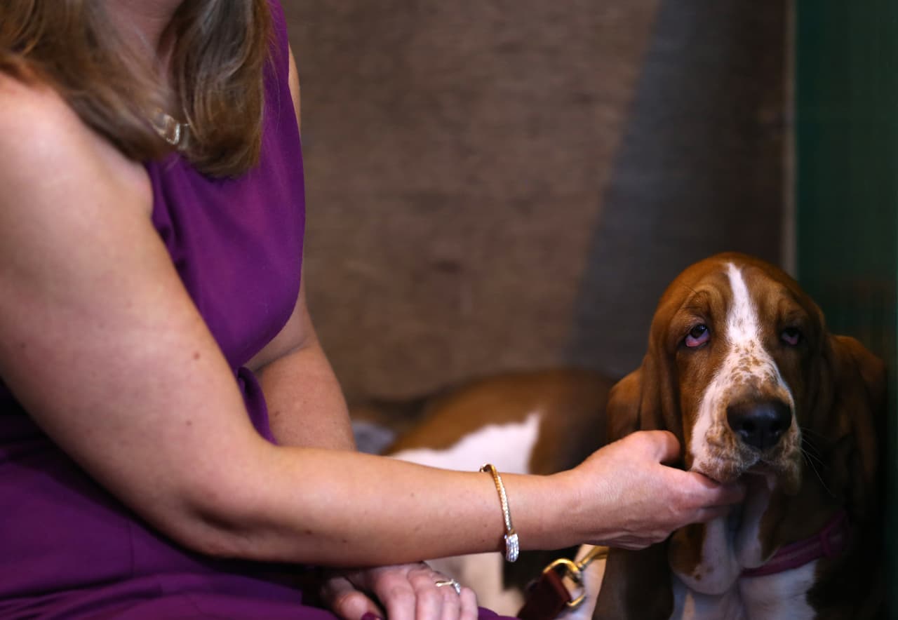 Son de estatura baja, cuerpo largo, patas cortas y fuertes, con orejas largas y carácter obstinado y alegre.