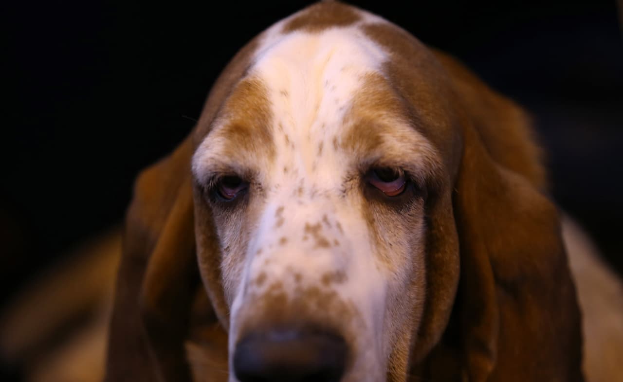 A Michelle Robinson, su humana, le costó algún tiempo averiguar que la pequeña Tessa esperaba crías, pero su raza tiende a padecer sobrepeso.