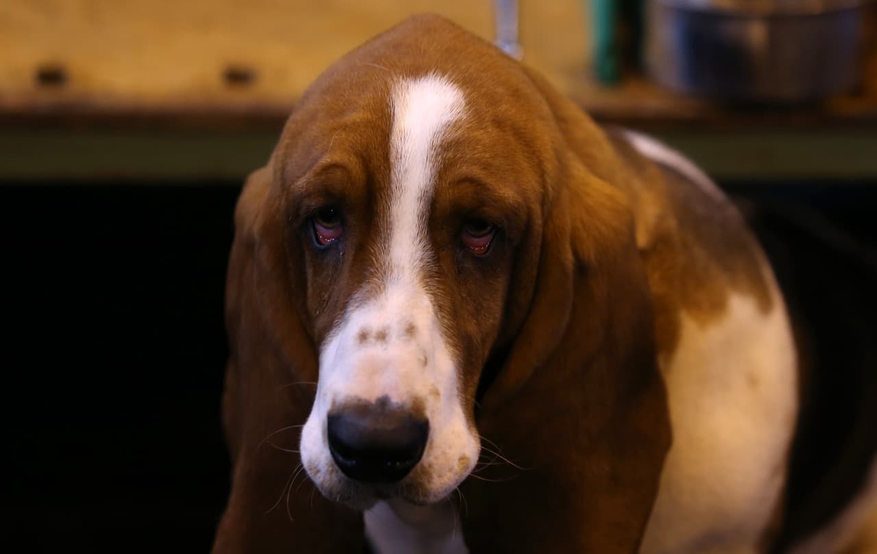 Tessa es uno de estos perritos, con temperamento agradable, movimientos lentos y resistencia al andar.