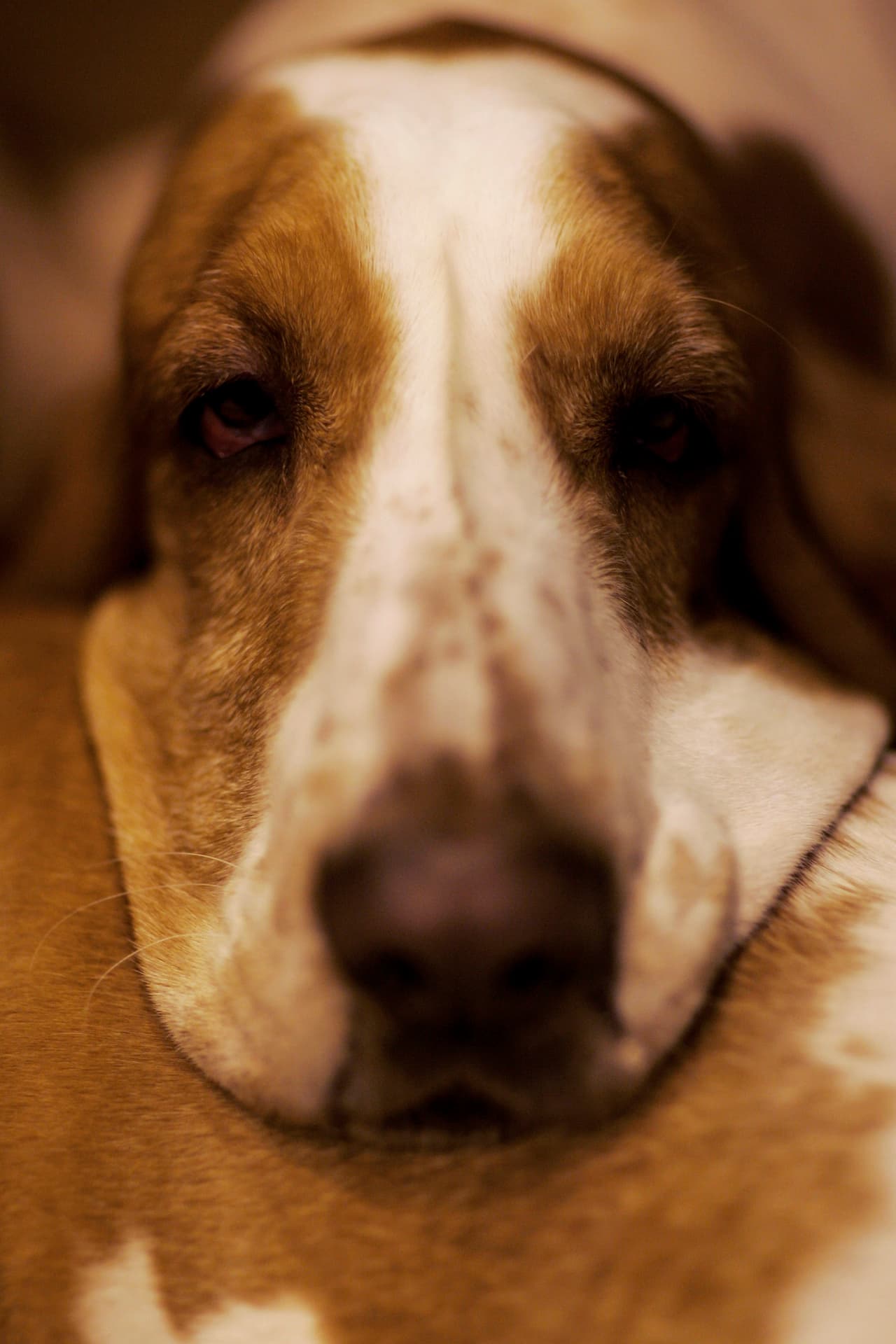 Por eso quedaron en shock cuando después del séptimo perrito salió otro. Y otro. Y después otros dos. ¡Y uno más! ¡Hasta que dieron un total de 14 canes!