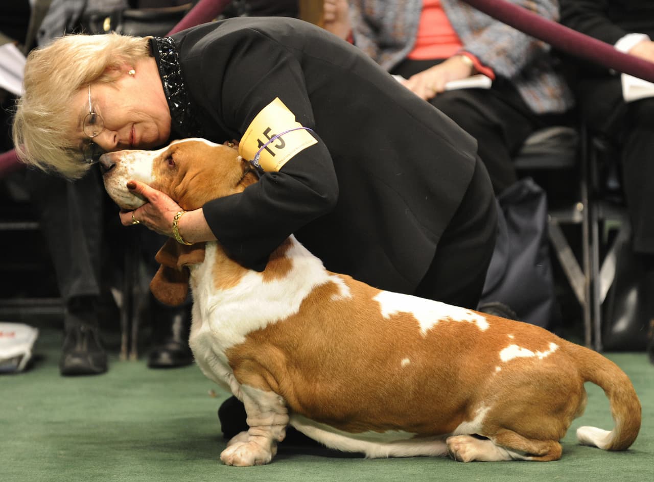 Tessa fue llevada al veterinario para una cesárea de emergencia, pero sorprendió a todos al dar a luz a más cachorros de lo esperado.