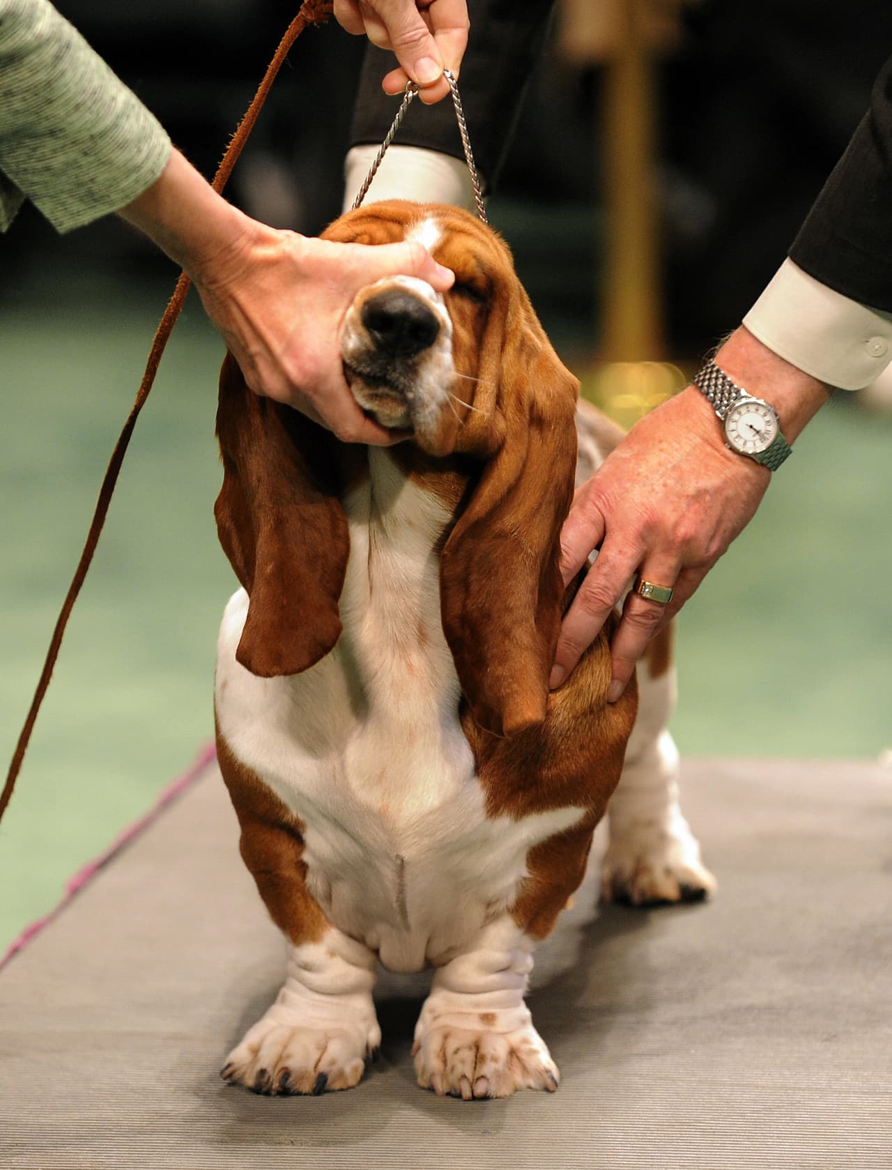 Los basset hound son perros reconocidos en todo el mundo por su aspecto inconfundible.