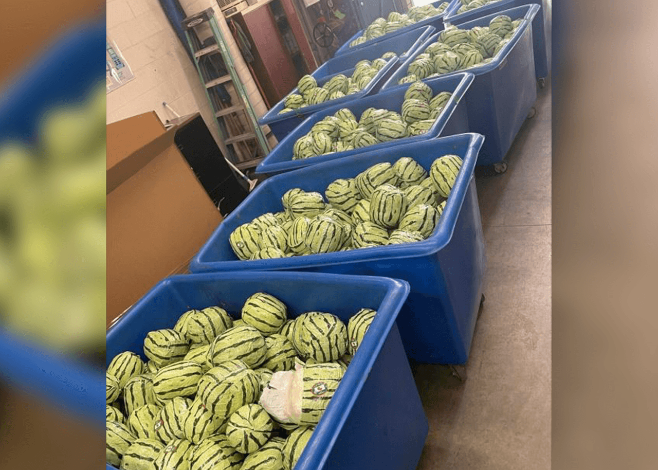 Sandías falsas, utilizadas para camuflar un envío de metanfetaminas, se muestran después de una redada realizada por la Oficina de Aduanas y Protección Fronteriza de Estados Unidos, el viernes 16 de agosto de 2024, en Otay Mesa, California.