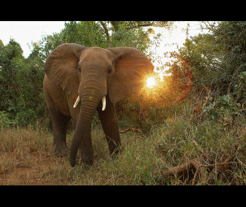 Las nuevas victorias de las Naciones Unidas para proteger los animales