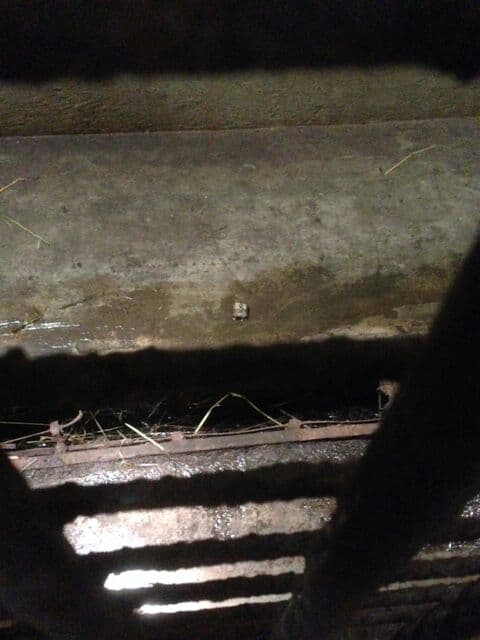 “Así el estado de rejillas en el piso. Y luego se extrañan de la mortal leptospira en animales, problema ligado a la contaminación de aguas (bebederos). por parte principalmente de roedores silvestres”.