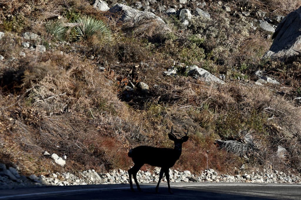 No solo el terreno está bajo recuperación, sino que la fauna también se ajusta a los cambios que impuso
<b><a href="https://www.univision.com/local/los-angeles-kmex/incendio-bridge-crece-rapidamente-llamas-devoran-casas-provocan-evacuaciones-fuego-consumido-miles-acres-fotos" target="_blank">el dañino incendio Bridge</a></b>.