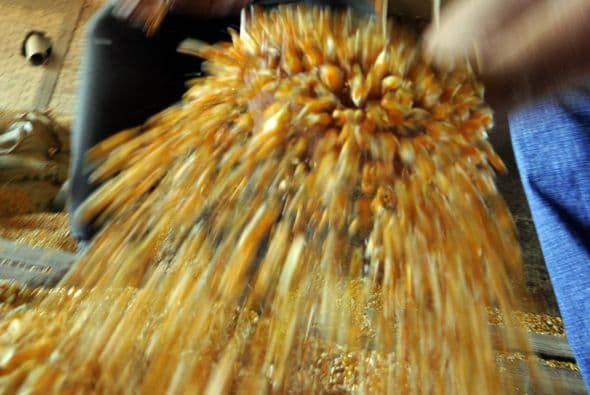 La llegada del maíz transgénico divide a Paraguay, con el telón de fondo del auge de la soja transgénica, convertida en el motor de la economía de este país sudamericano, pero también en catalizador del conflicto por la tierra.