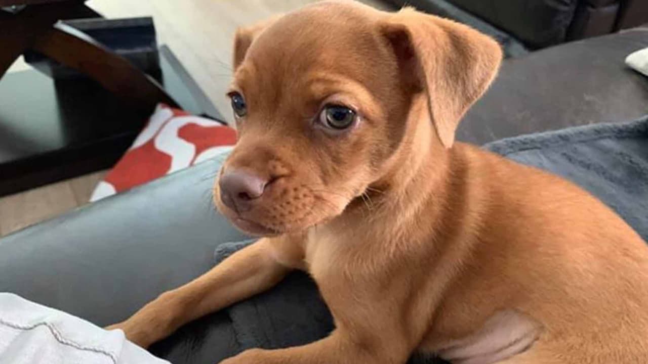 Belén Smole "Adopté a Mila Vanilla al verla en un show de Edición Digital Houston cuando apenas tenía 2 meses. Hoy ya tiene 6".