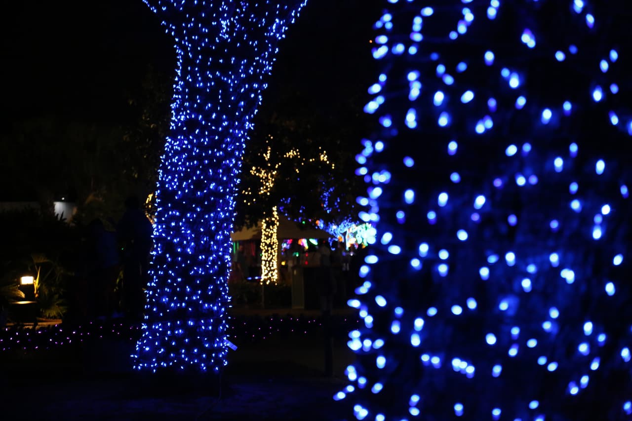 Los tallos de los viejos robles del parque revestidos de luz y color.