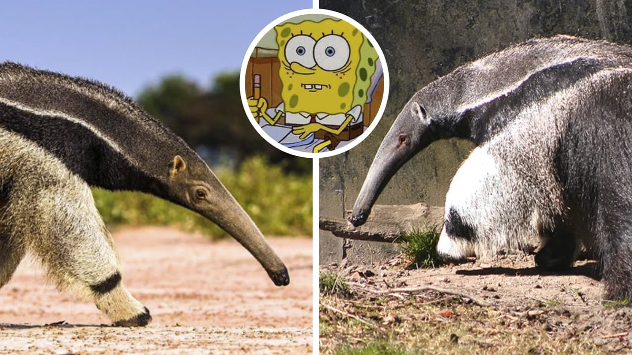 Extraño animal con "dos cabezas" causa intriga: la verdad tras los impactantes videos