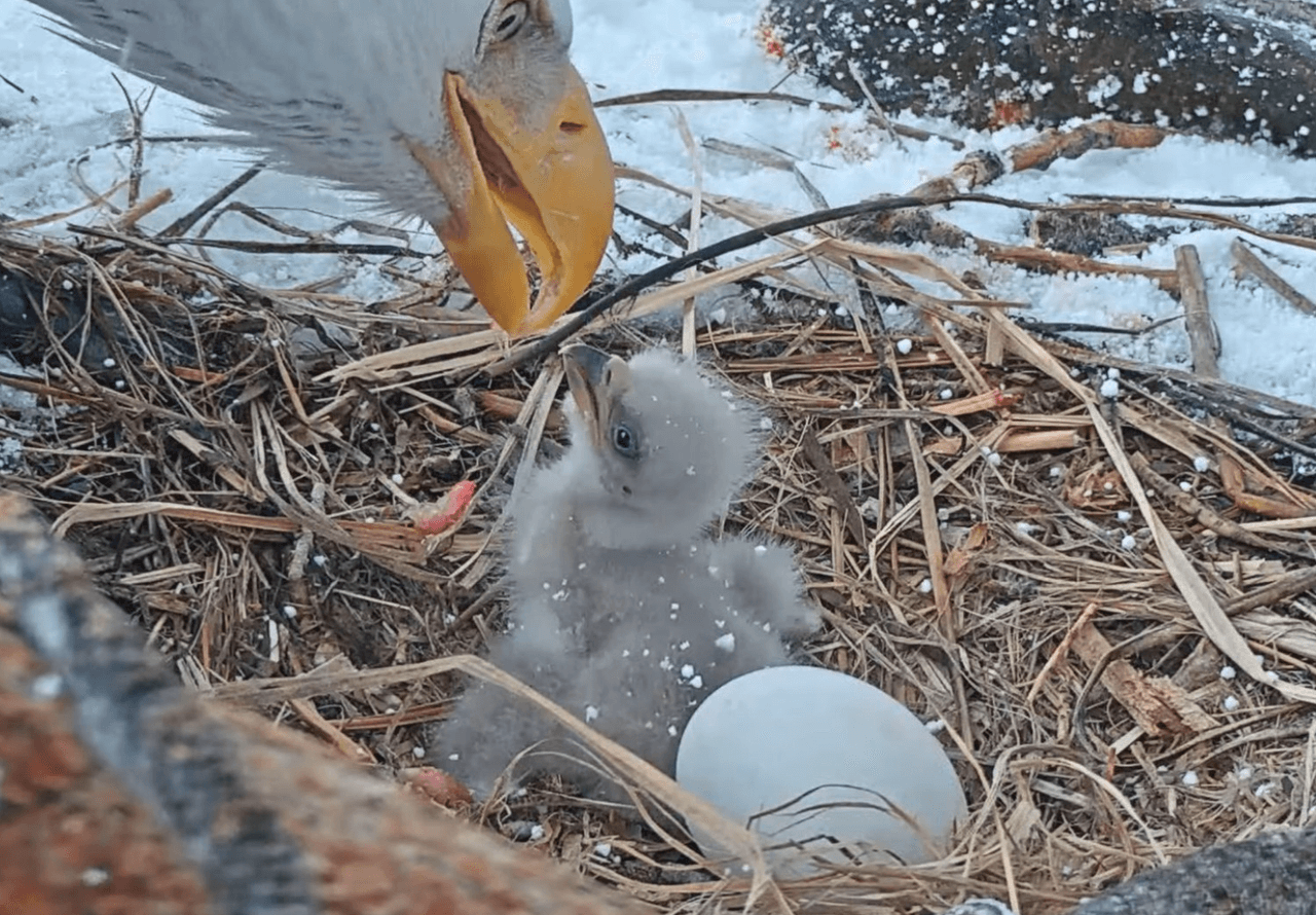 Los amigos de Big Bear Valley reportaron que el primer polluelo eclosionó el 3/3 a las 4:14 pm. Mientras el segundo huevo tiene una incubación retrasada. De acuerdo con los expertos, los huevos a eclosionar alrededor del día 38-39.
