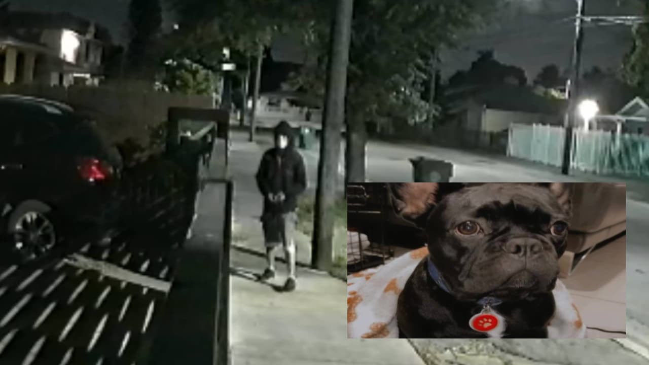 Arrestan a adolescente de 15 años acusado de robar dos carros y un perro en Miami