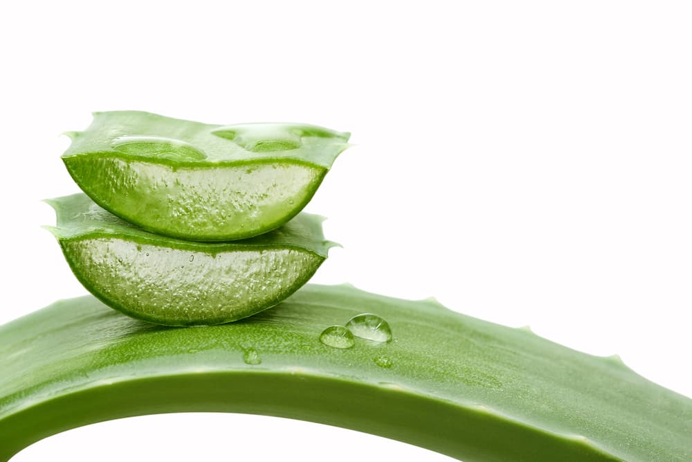 Y esto es porque el aloe vera contiene una docena de vitaminas, minerales y hasta 19 aminoácidos que funcionan como un excelente suplemente alimenticio que tiene múltiples beneficios para nuestra salud, comenzando por el aparato digestivo.