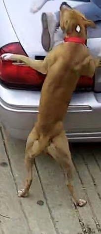 Este perro atacó a ocho niños que se encontraban esperando el autobús en una parada el pasado el viernes, 10 de mayo de 2019 alrededor de las 07:45 a.m., según indicó el el Departamento de Policía de Terrell.