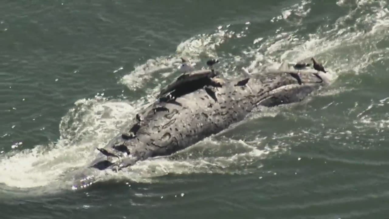Una ballena gris fue hallada muerta cerca de Crown Beach en Alameda. Esta es la primera muerte de ballena del año en el Área de la Bahía. Las autoridades trabajaban para remolcar el cadáver a Angel Island State Park para determinar la causa de la muerte.