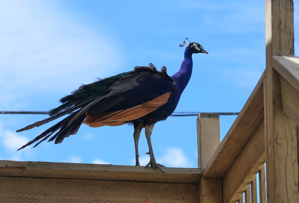 Los pavos reales son alimentados por empleados del hotel, que 
<b>les dan sobras de filete miñón, costillas de res y salmón</b>. Algunas de las aves son consideradas como mascotas, declaró el gerente general de la famosa hospedería en el Delta de Sacramento.