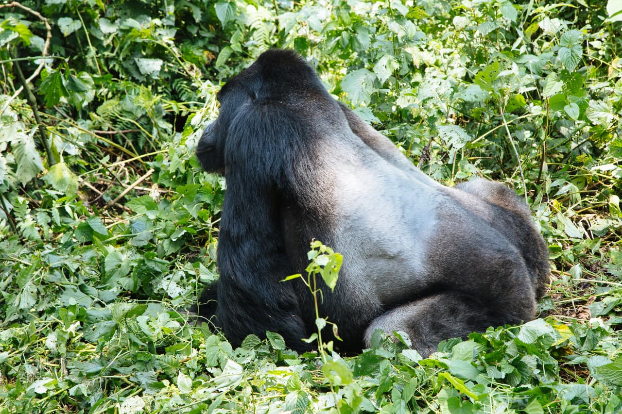 El característico color de pelaje que identifica a los machos adultos ‘espalda plateada’ que son el líder de un grupo familiar. Estos gigantes llegan a pesar hasta 260 libras (120 kg). Si bien tienen privilegios como derecho a alimentarse primero y escoger las mejores hojas, también son quienes dan hasta la vida por defender a su familia si la amenaza así lo requiriera.