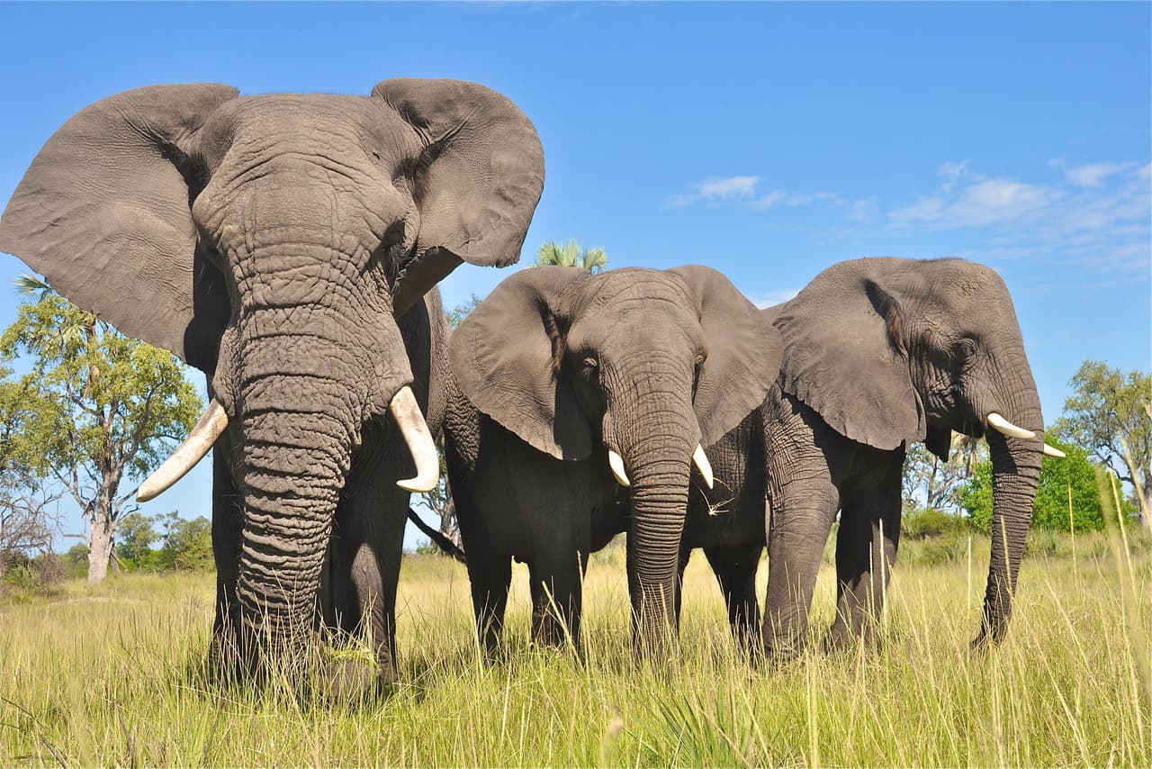 La tasa de mortalidad debido al cáncer no aumenta con el tamaño del cuerpo, ni con la duración de la vida; por el contrario, numerosos animales corpulentos y longevos presentan tasas menores de la enfermedad.