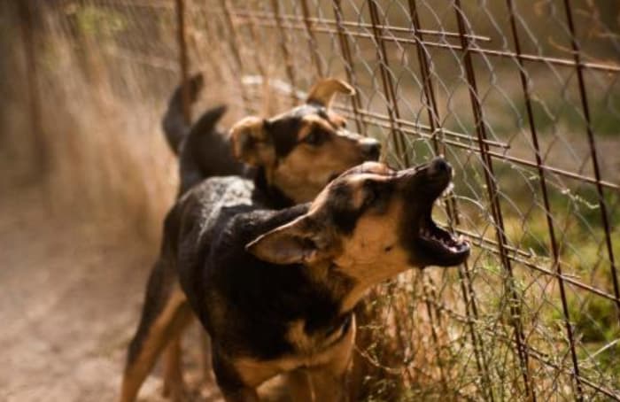 Sentencian a tres años en prisión a dueño de perros que atacaron a niño 