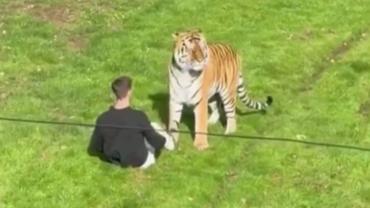 Testigos narran nuevos detalles sobre el video viral del hombre que entró al recinto de un tigre en un zoológico británico
