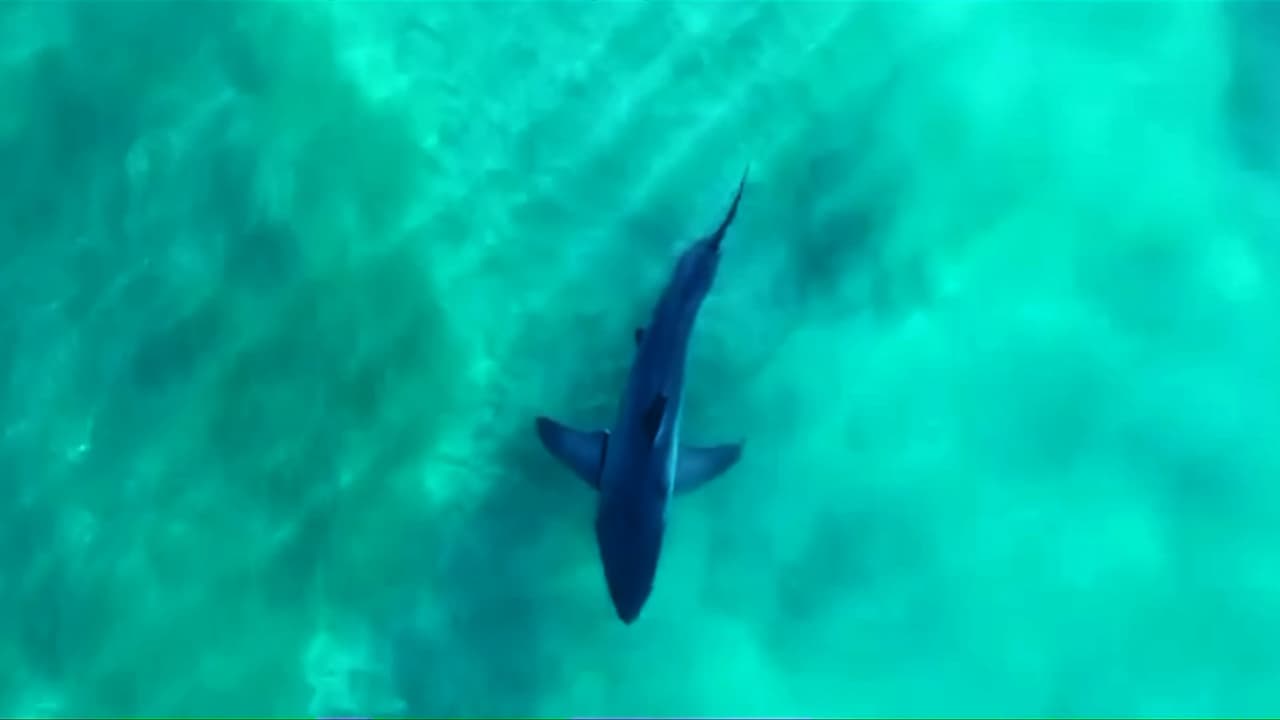 ¿Qué es la Ley Lulu y cómo busca alertar sobre presencia de tiburones en playas de EEUU?